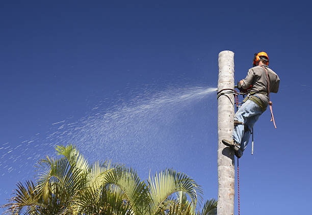 Best Storm Damage Tree Cleanup  in Northville, NY