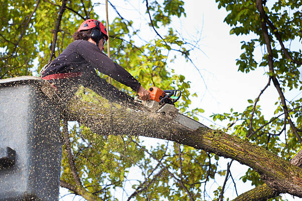 Best Stump Grinding and Removal  in Northville, NY