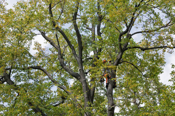 Reliable Northville, NY Tree Services Solutions